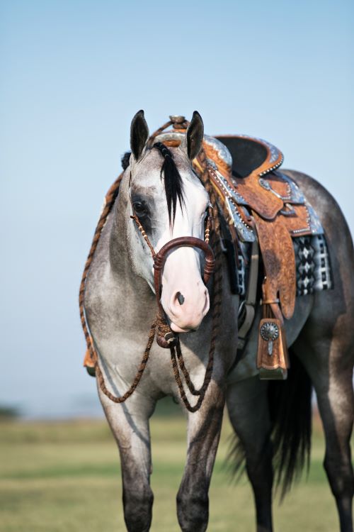 Quarter Horse Quarter Horse